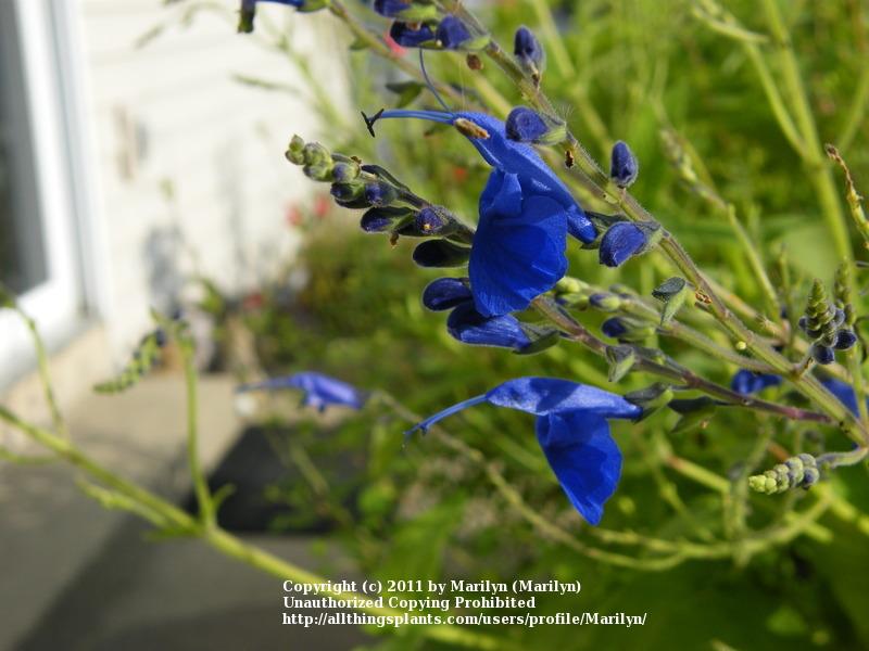Photo of Sage (Salvia 'Big Swing') uploaded by Marilyn