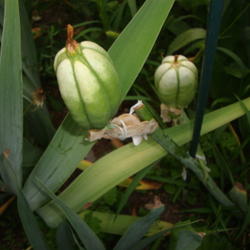 Location: Pleasant Grove, Utah
Date: 2011-07-12
Bearded Iris Seed Pods