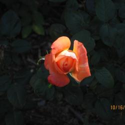 Location: Denver CO Metro
Date: 10/16/2010
Sunlit bloom.  Very nice rose.