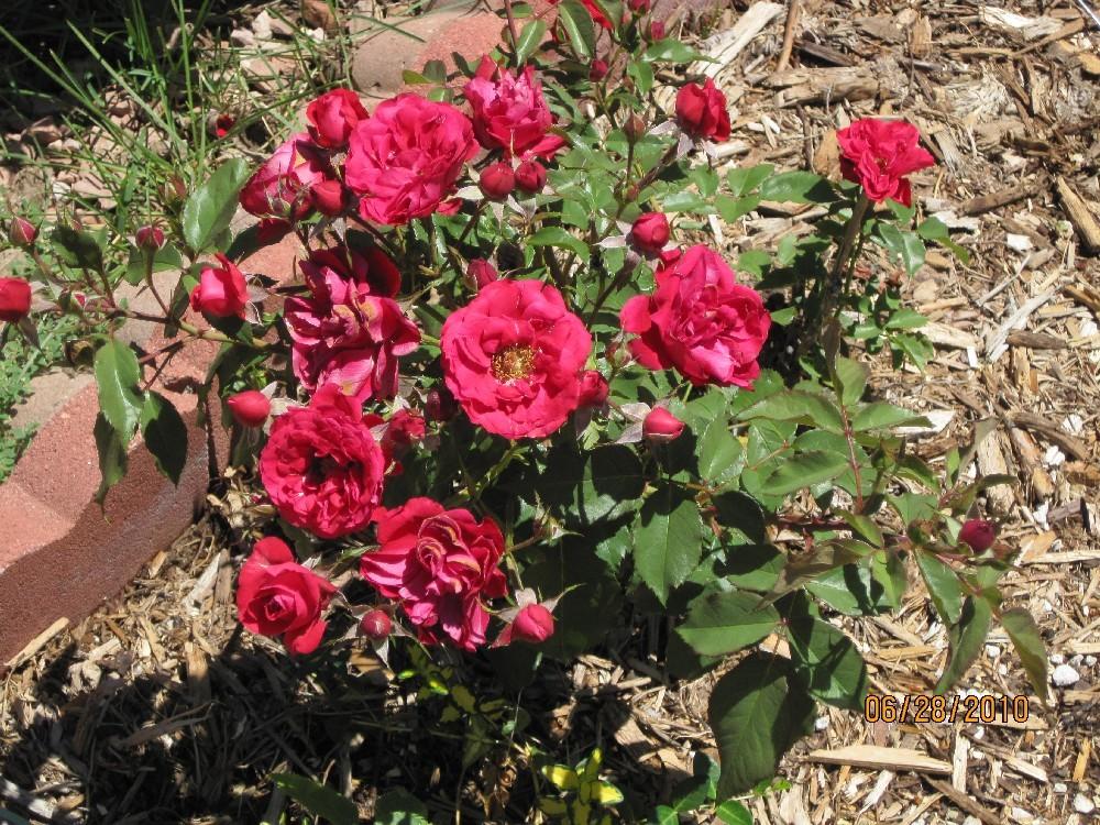 Photo of Rose (Rosa 'Europeana') uploaded by Skiekitty
