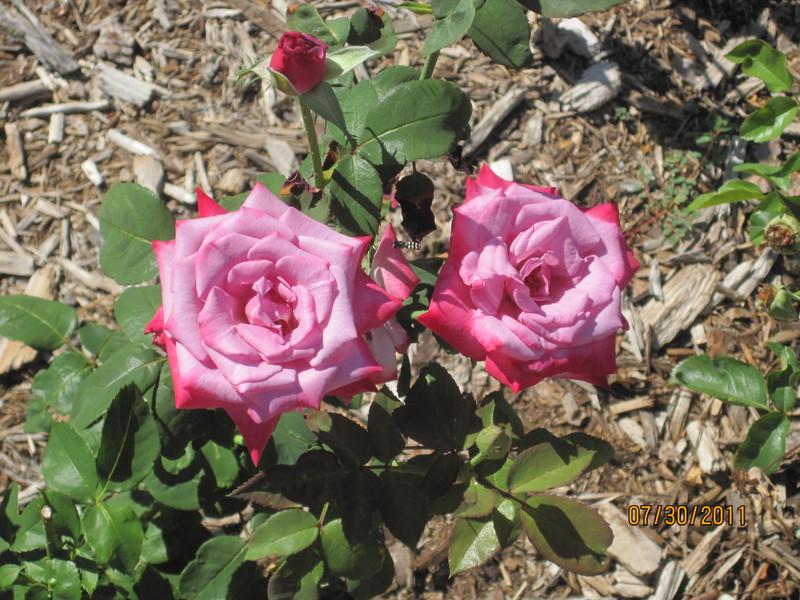 Photo of Rose (Rosa 'Paradise') uploaded by Skiekitty