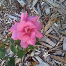 Location: Denver CO Metro
Date: 2010-09-22
Very fragile rose from RU - didn't survive the winter. :(  Wasn't