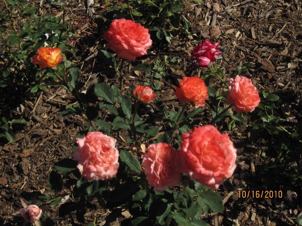 Photo of Rose (Rosa 'Tequila Sunrise') uploaded by Skiekitty