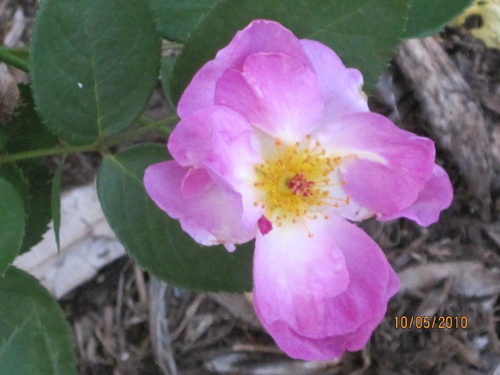 Photo of Rose (Rosa 'Escapade') uploaded by Skiekitty