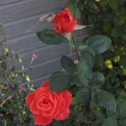 Location: Denver CO Metro
Date: 10/16/2010
Very tall rose, this one is about 4ft tall.  Not leggy though.