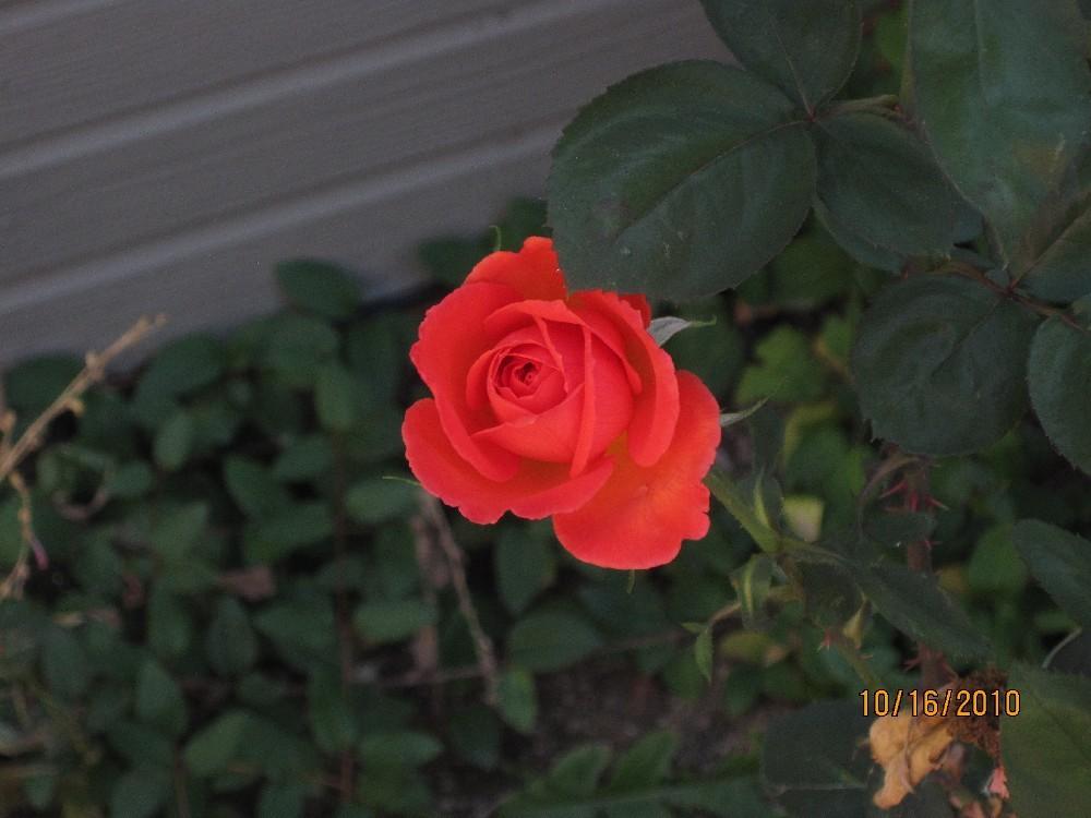 Photo of Rose (Rosa 'Wildfire') uploaded by Skiekitty