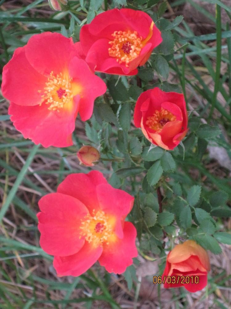 Photo of Rose (Rosa foetida 'Austrian Copper') uploaded by Skiekitty
