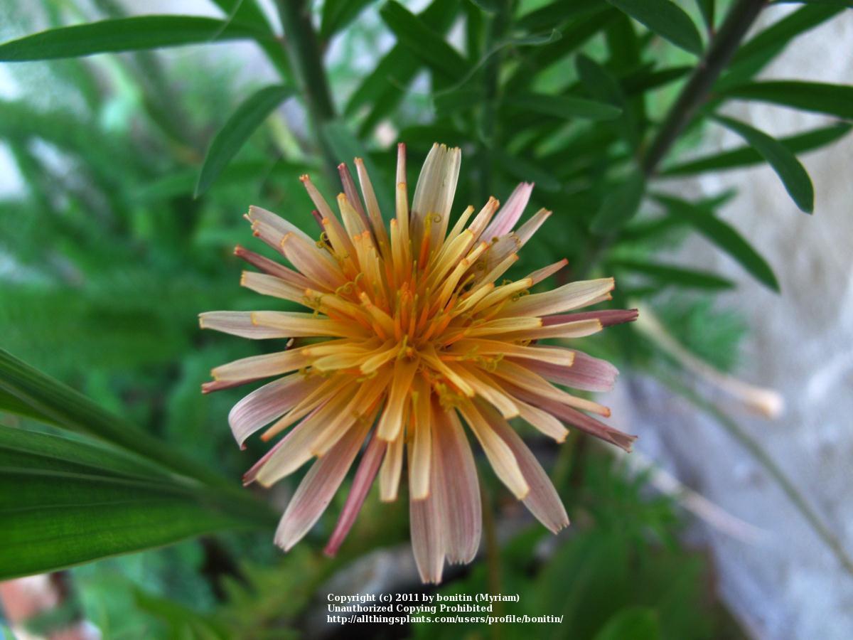 Photo of Pink Dandelion (Taraxacum pseudoroseum) uploaded by bonitin