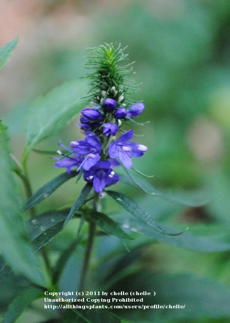 Photo of Spike Speedwell (Veronica spicata) uploaded by chelle
