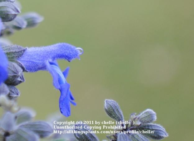 Photo of Blue Sage (Salvia azurea) uploaded by chelle