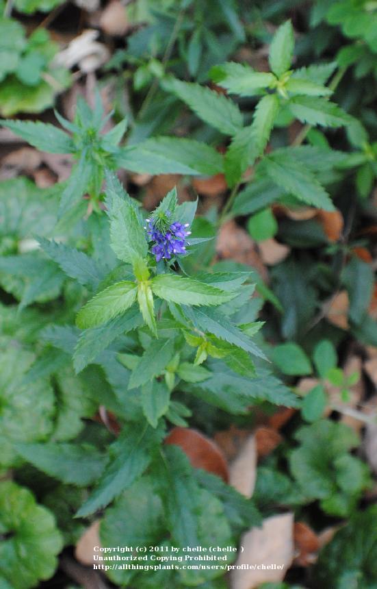 Photo of Spike Speedwell (Veronica spicata) uploaded by chelle