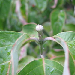 Location: Indiana  Zone 5
Date: 2010-09-18
Bud for spring flower forms in the fall