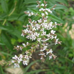 Location: Indiana  Zone 5
Date: 2007-10-10