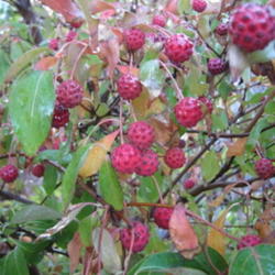 Location: Indiana  Zone 5
Date: 2010-10-19