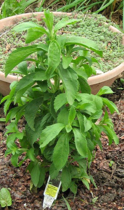 Photo of Stevia (Stevia rebaudiana) uploaded by gardengus