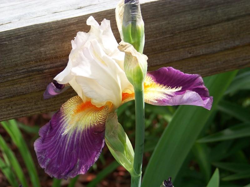 Photo of Tall Bearded Iris (Iris 'Cerf-Volant') uploaded by mattsmom