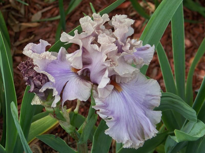Photo of Tall Bearded Iris (Iris 'Stop Flirting') uploaded by mattsmom