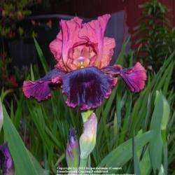 Location: Willamette Valley Oregon
Date: May 2007
One of my favorite irises, taken at dusk.