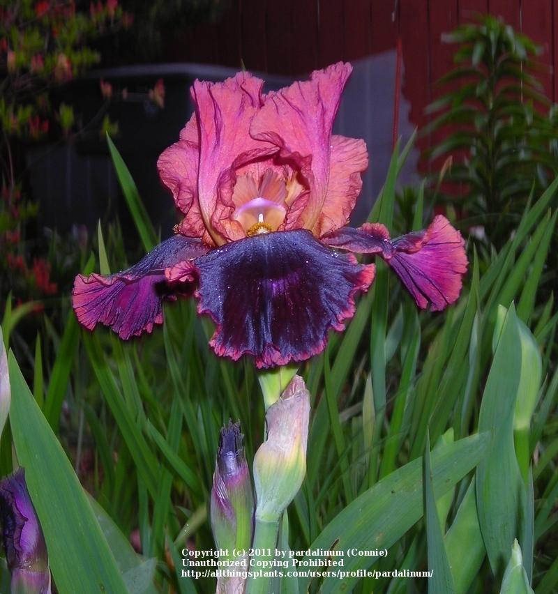 Photo of Tall Bearded Iris (Iris 'Strozzapreti') uploaded by pardalinum