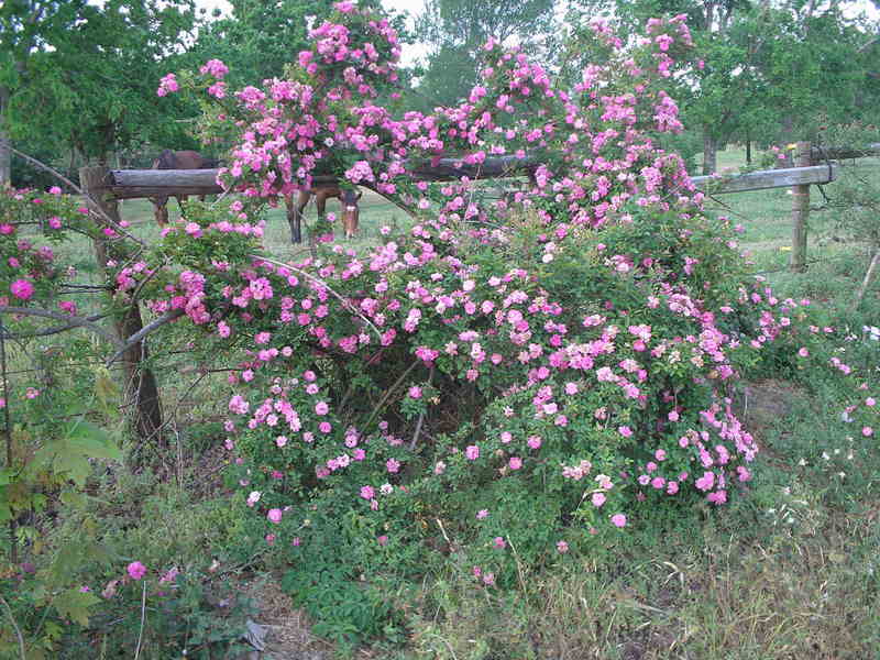 Photo of Rose (Rosa multiflora 'Seven Sisters') uploaded by porkpal