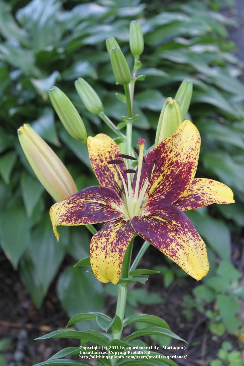 Photo of Lily (Lilium 'Graffity') uploaded by sgardener