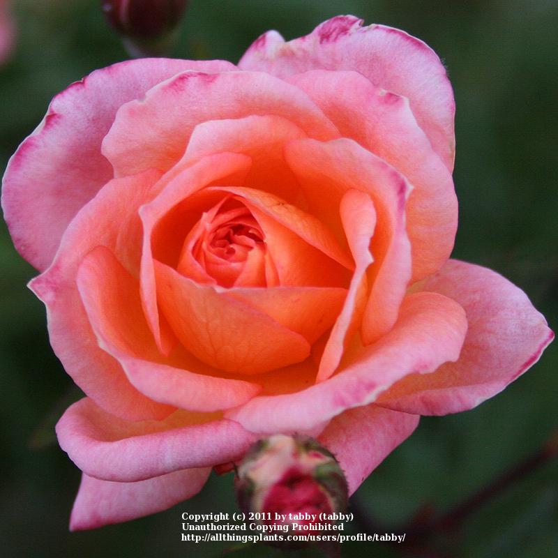 Photo of Rose (Rosa 'Mary Marshall') uploaded by tabby