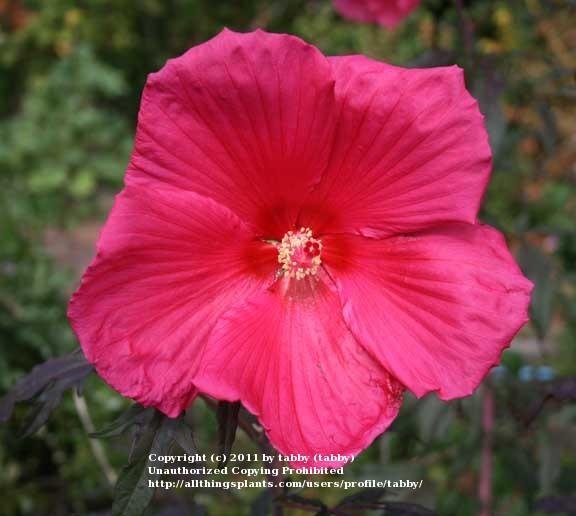 Photo of Hybrid Hardy Hibiscus (Hibiscus 'Eruption') uploaded by tabby