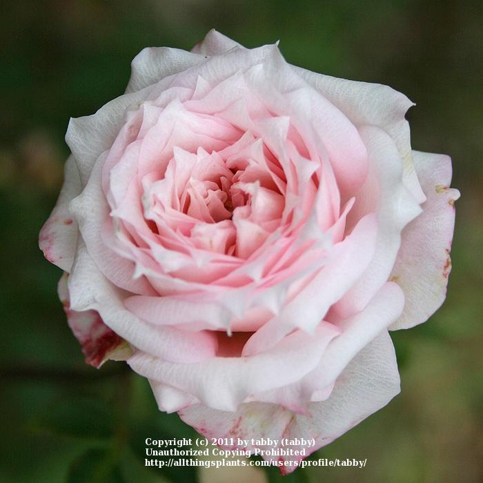 Photo of Rose (Rosa 'Choo-Choo Centennial') uploaded by tabby