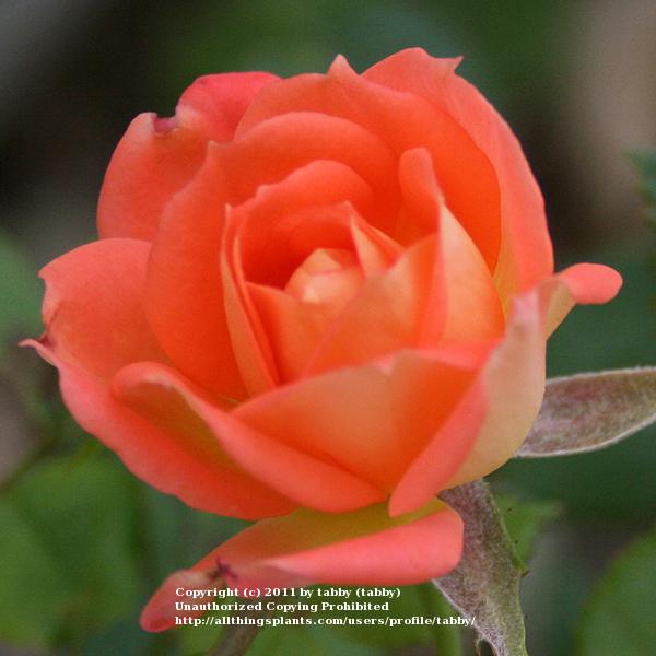 Photo of Rose (Rosa 'Little Jackie') uploaded by tabby