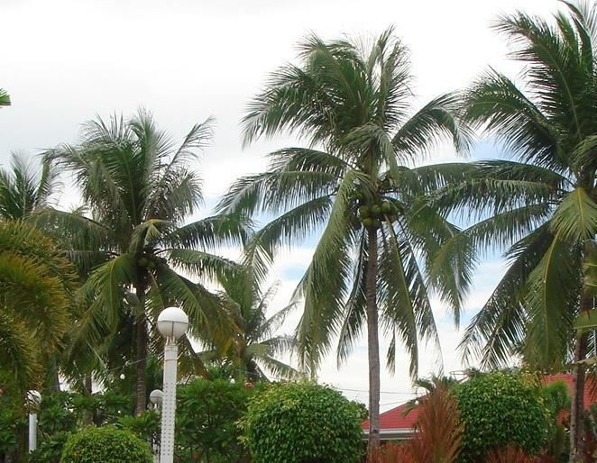 Photo of Coconut Palm (Cocos nucifera) uploaded by tarev