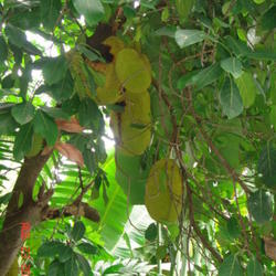 Location: Cebu Taoist Temple Gardens - Cebu, Philippines
Date: 2011-08-24
Jackfruit tree with its big fruits