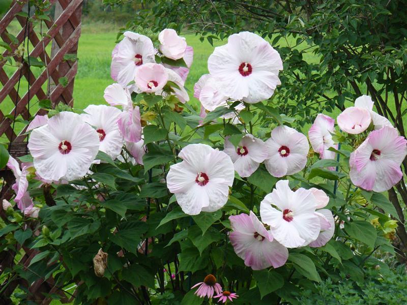 Photo of Hybrid Hardy Hibiscus (Hibiscus 'Disco Belle Pink') uploaded by threegardeners
