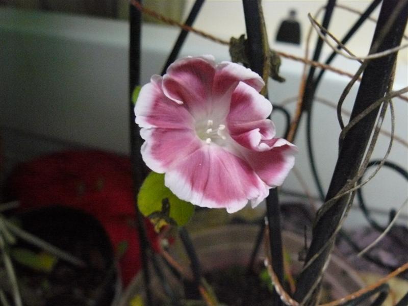 Photo of Japanese Morning Glory (Ipomoea nil 'Rose Silk') uploaded by threegardeners