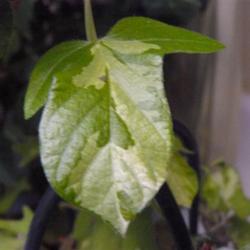 Location: Indoors
Date: 2011-10-17
nicely variegated, three lobed leaves.