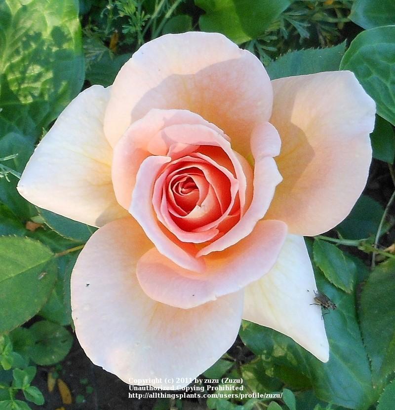 Photo of Rose (Rosa 'Gentle Persuasion') uploaded by zuzu