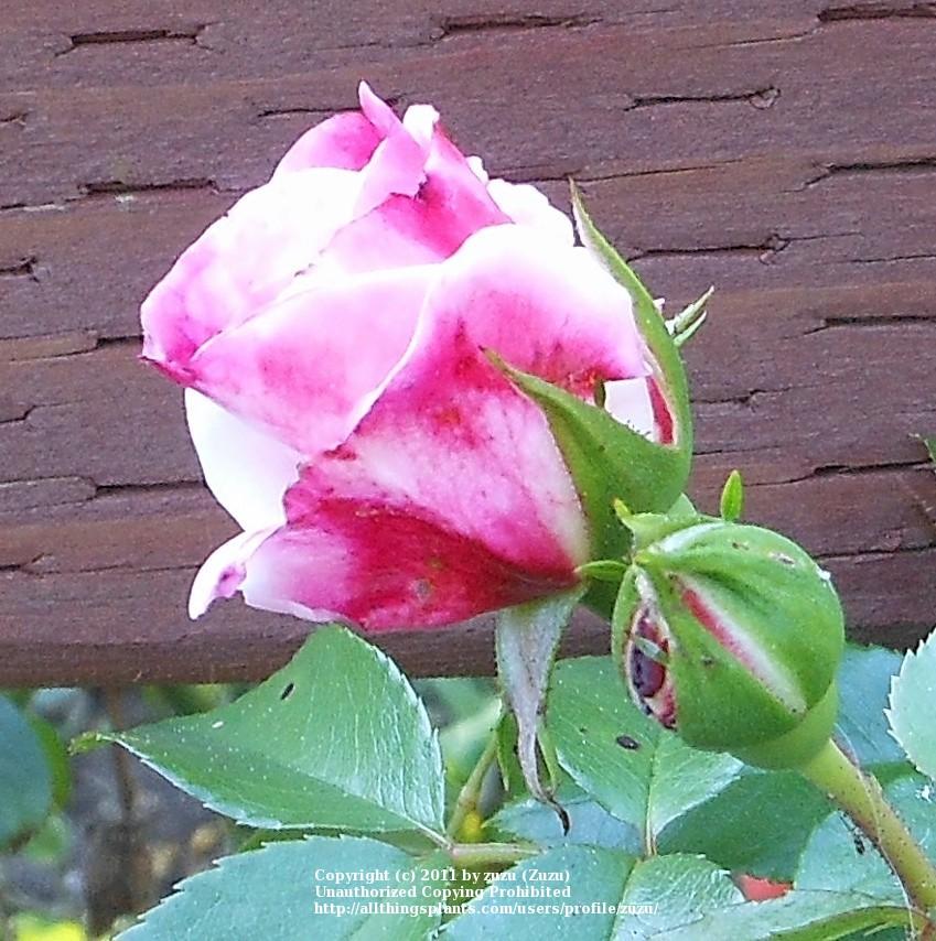 Photo of Rose (Rosa 'Rosenstadt Freising') uploaded by zuzu