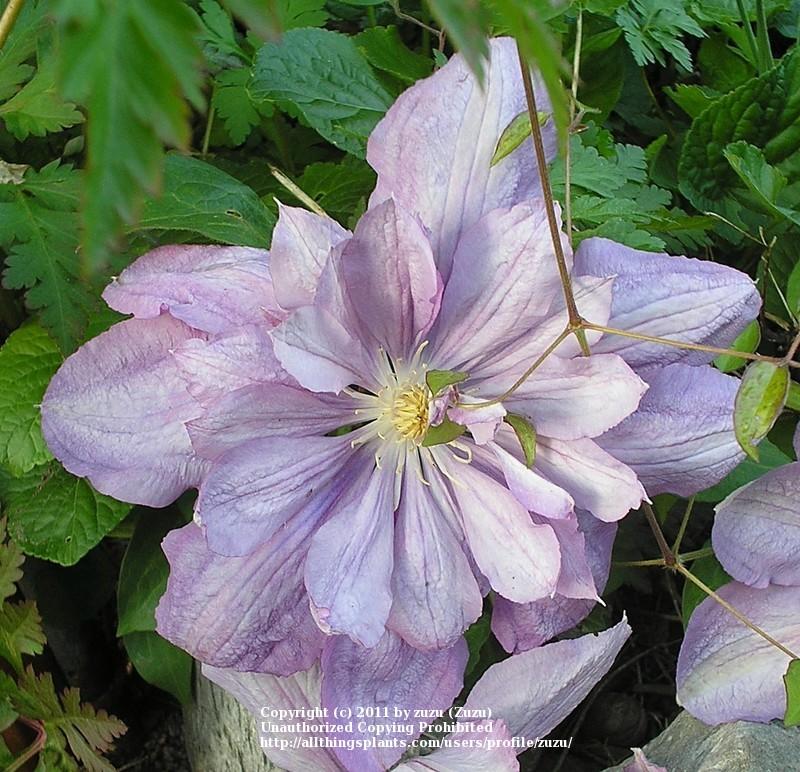 Photo of Clematis 'Proteus' uploaded by zuzu
