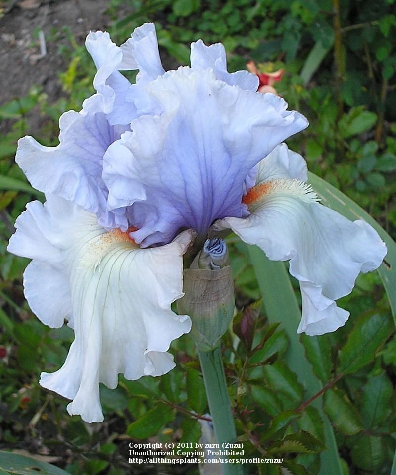 Photo of Tall Bearded Iris (Iris 'Fogbound') uploaded by zuzu