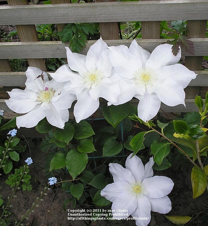 Photo of Clematis Ice Blue™ uploaded by zuzu