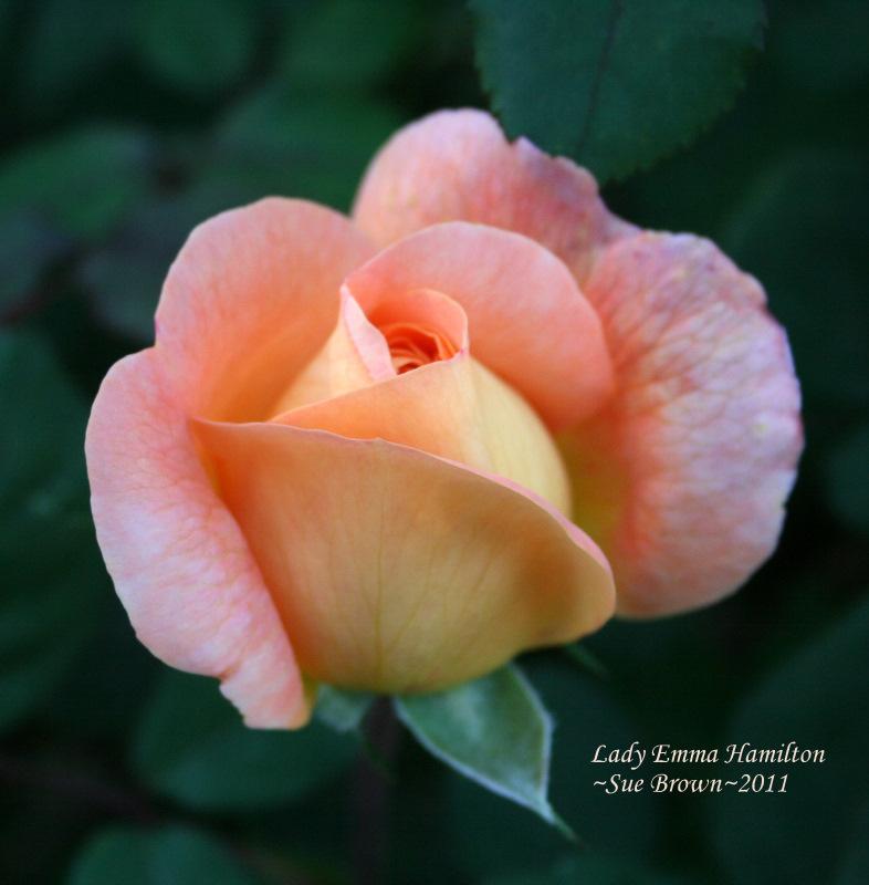 Photo of Rose (Rosa 'Lady Emma Hamilton') uploaded by Calif_Sue