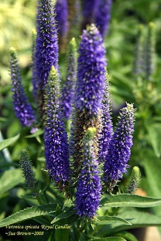 Photo of Spike Speedwell (Veronica spicata Royal Candles) uploaded by Calif_Sue