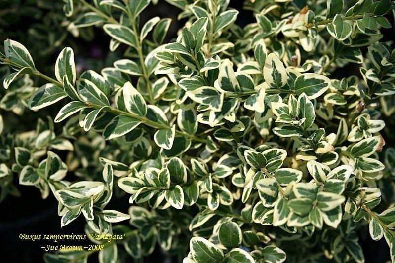 Photo of Variegated Boxwood (Buxus sempervirens 'Variegata') uploaded by Calif_Sue