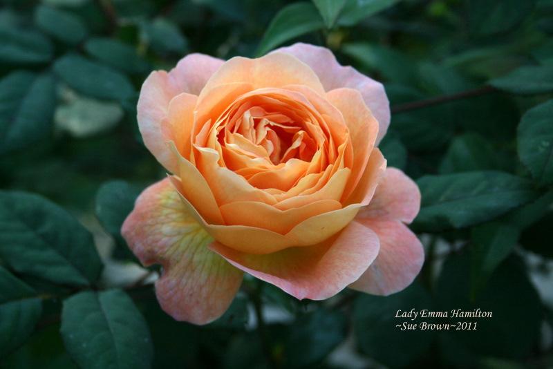 Photo of Rose (Rosa 'Lady Emma Hamilton') uploaded by Calif_Sue