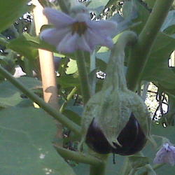 Location: Houston, Texas, bright, indirect sun; grown in an eBucket
Date: 2009-06-16
Beatrice Eggplant