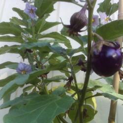 Location: Houston, Texas, bright, indirect sun; grown in an eBucket
Date: 2009-08-07
Beatrice Eggplant