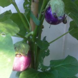 Location: Houston, Texas, bright, indirect sun; grown in an eBucket
Date: 2009-06-24
Beatrice Eggplant
