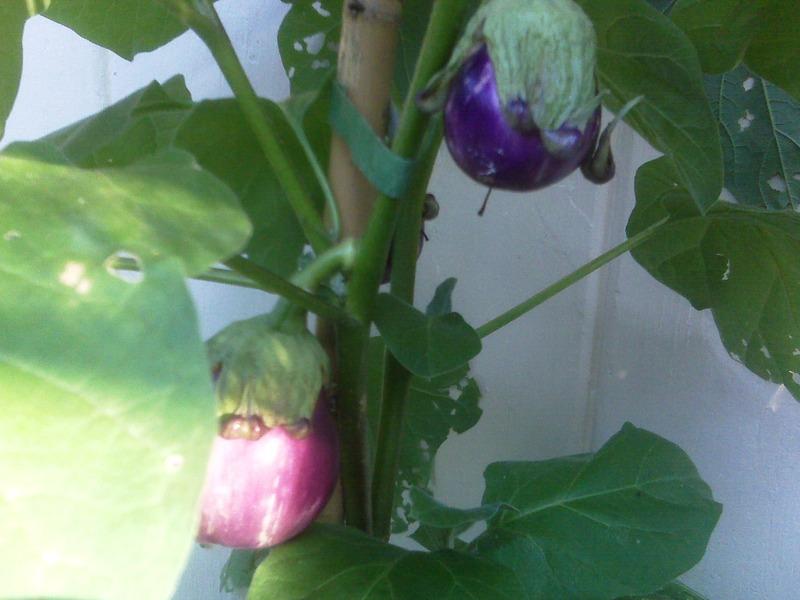 Photo of Eggplant (Solanum melongena 'Beatrice') uploaded by Gymgirl