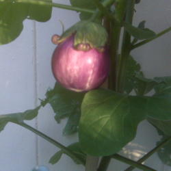 Location: Houston, Texas, bright, indirect sun; grown in an eBucket
Date: 2009-06-24
Beatrice Eggplant