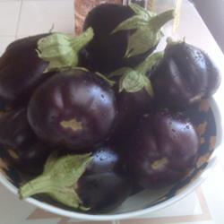 Location: Houston, Texas
Date: 2009-07-03
Black Beauty Eggplants
