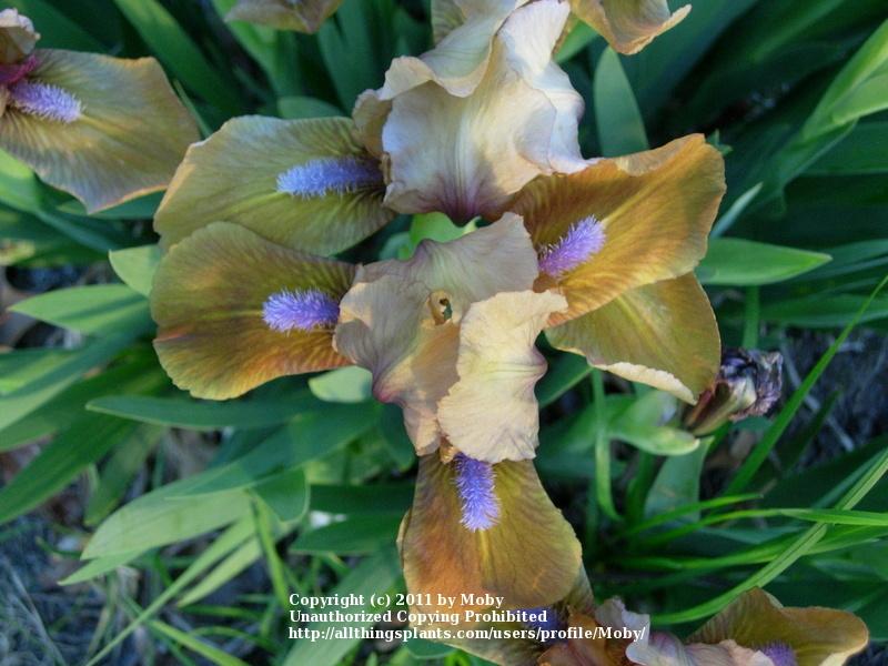 Photo of Standard Dwarf Bearded Iris (Iris 'Gingerbread Man') uploaded by Moby
